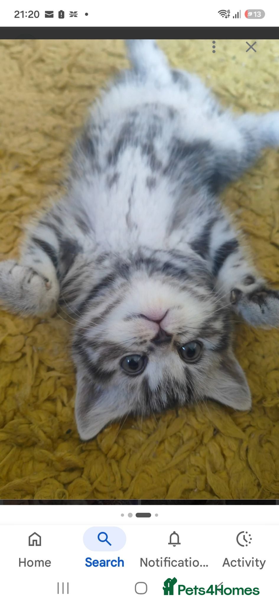 Mixed Breed cats Tabby grey male wanted - Advert 12