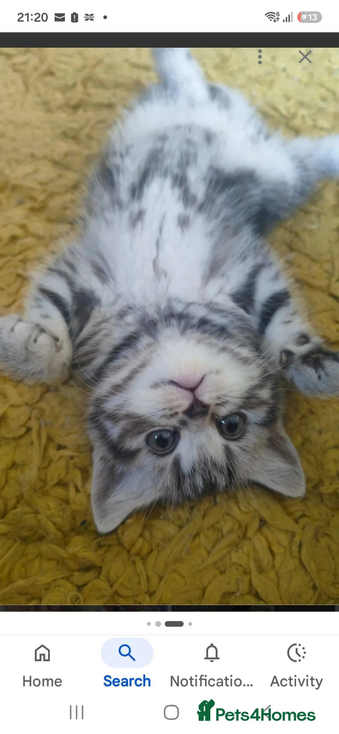 Mixed Breed cats for sale: Tabby grey male wanted - Advert 1