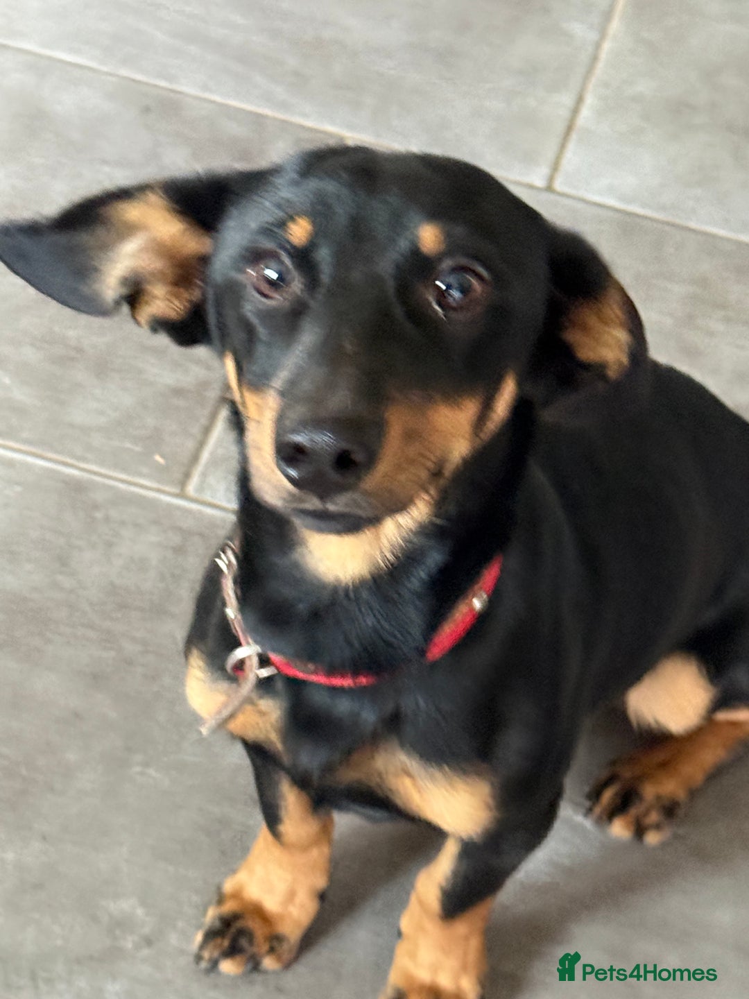 Dachshund dogs for adoption: Rocky needs Love  - Advert 13