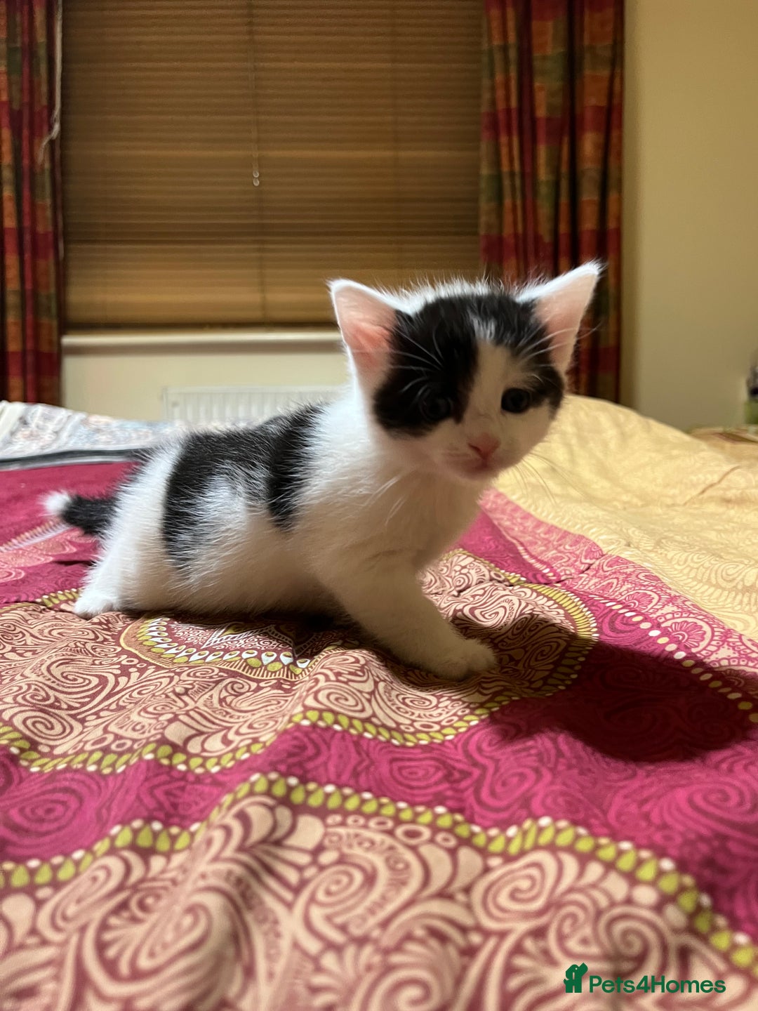 Mixed Breed cats for sale: 5 kittens looking for forever home  - Image 10
