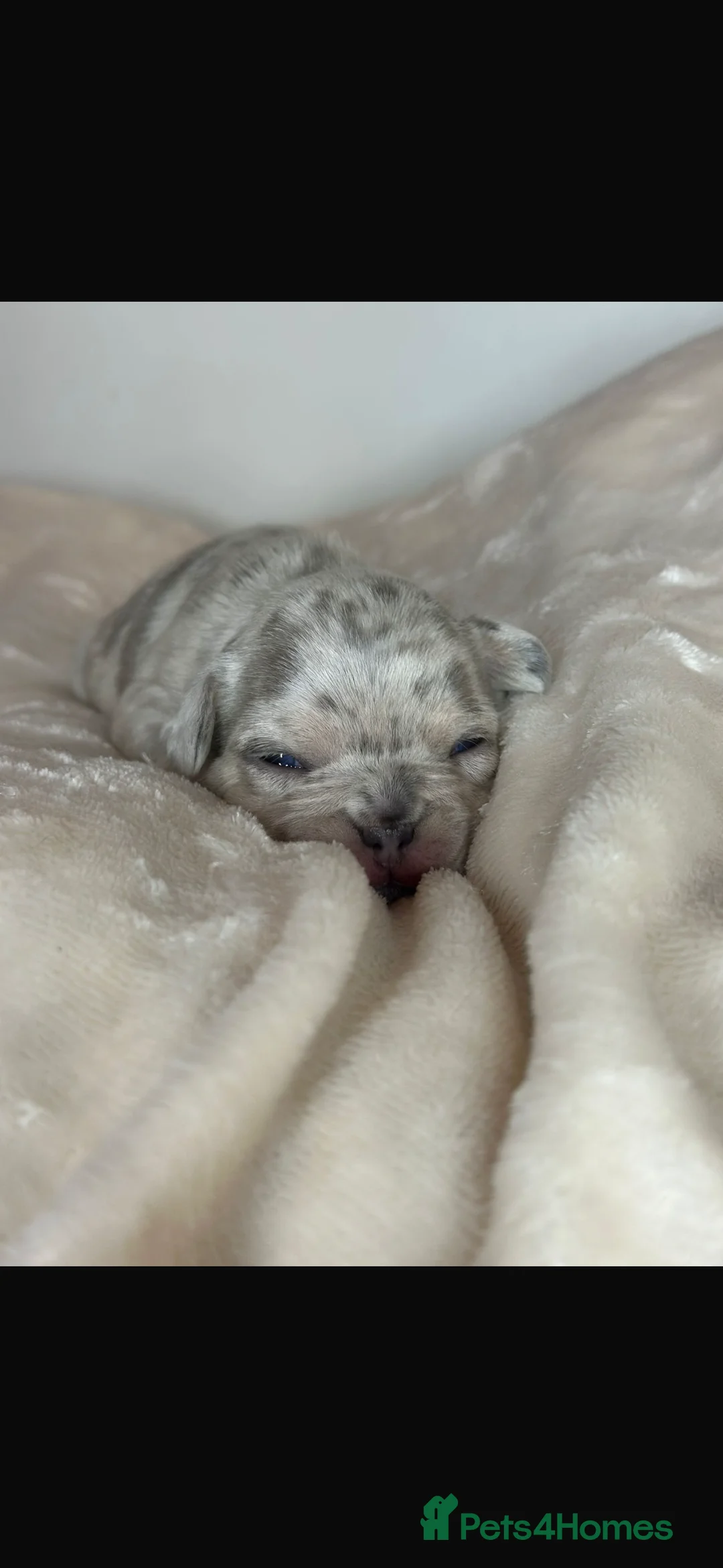 French Bulldog dogs for sale: Beautiful French Bulldog Puppies Available  - Advert 5