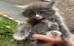 British Longhair cats for sale: Fluffy Grey British Longhair Kittens - Image 3