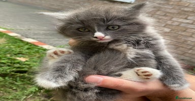 British Longhair cats - Advert 5