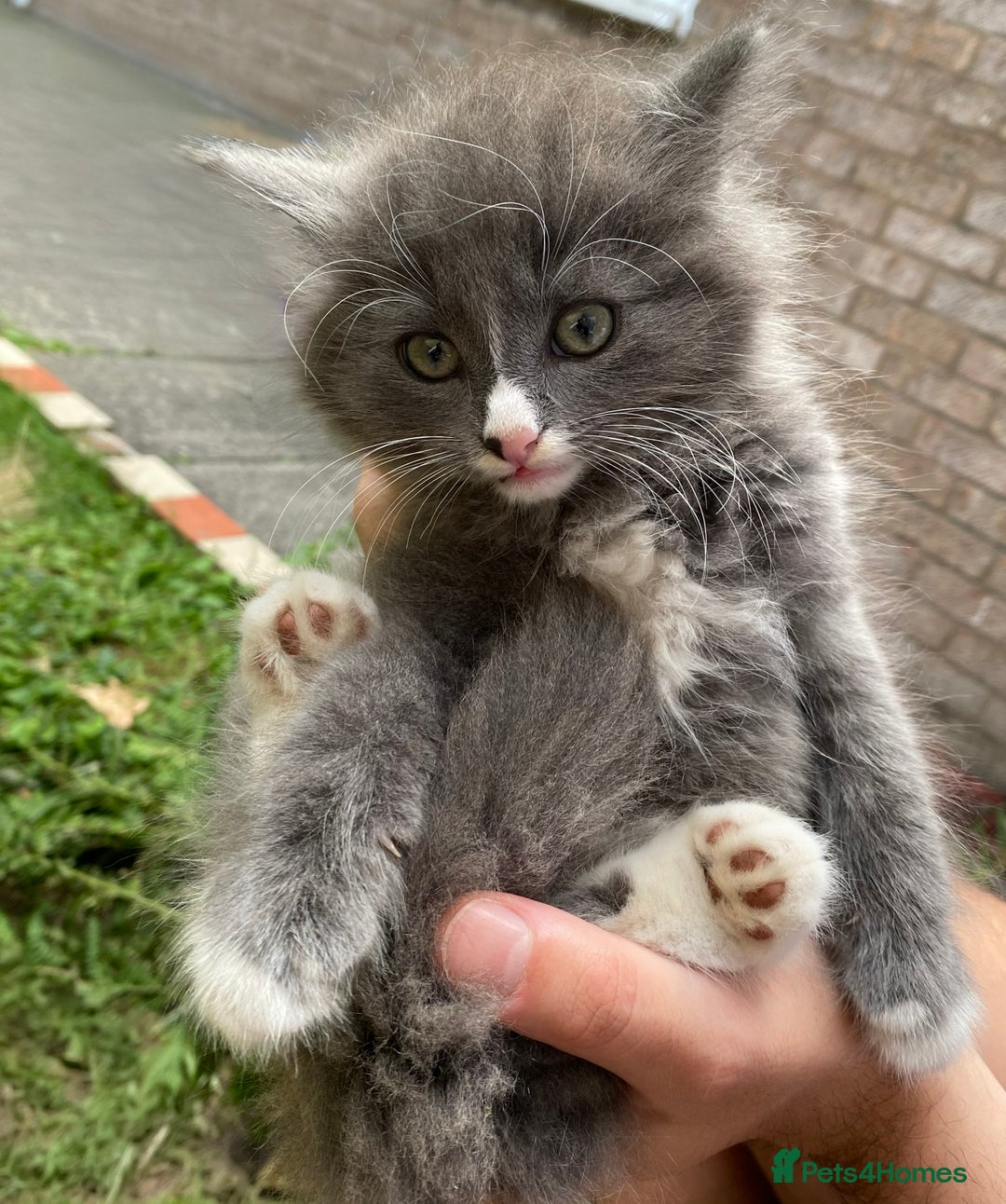 British Longhair cats for sale: Fluffy Grey British Longhair Kittens - Image 3