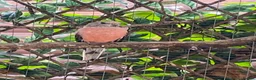 Mixed Breed birds for sale: Mixed birds ideal for new aviary  - Advert 4