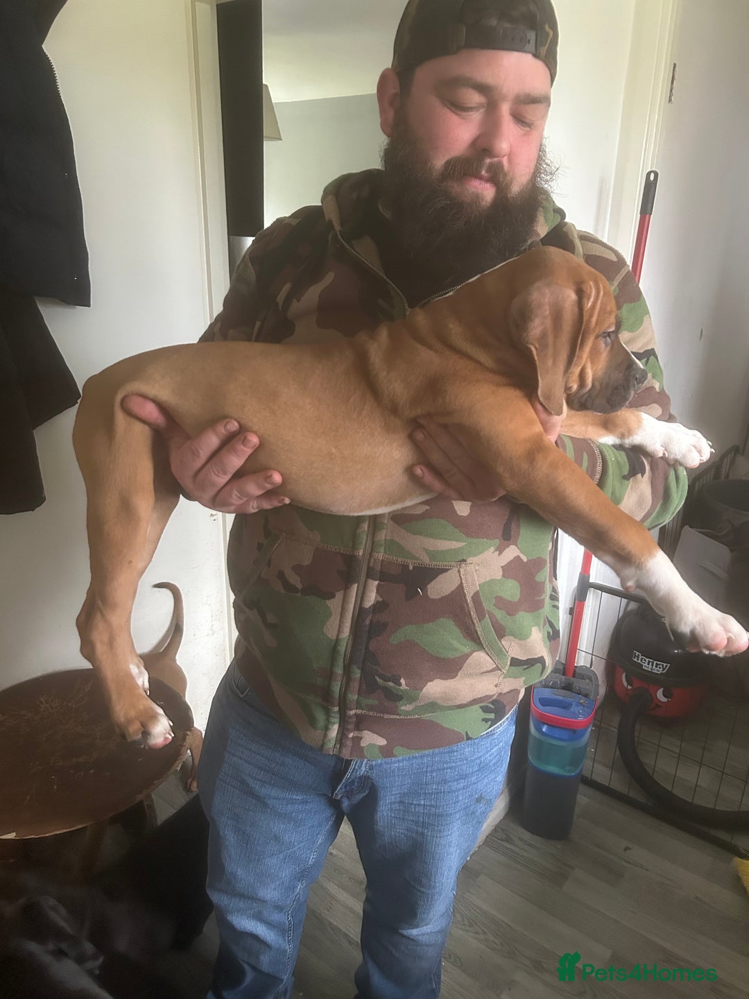 Mixed Breed dogs for sale: American bulldog x bully staff - Advert 3