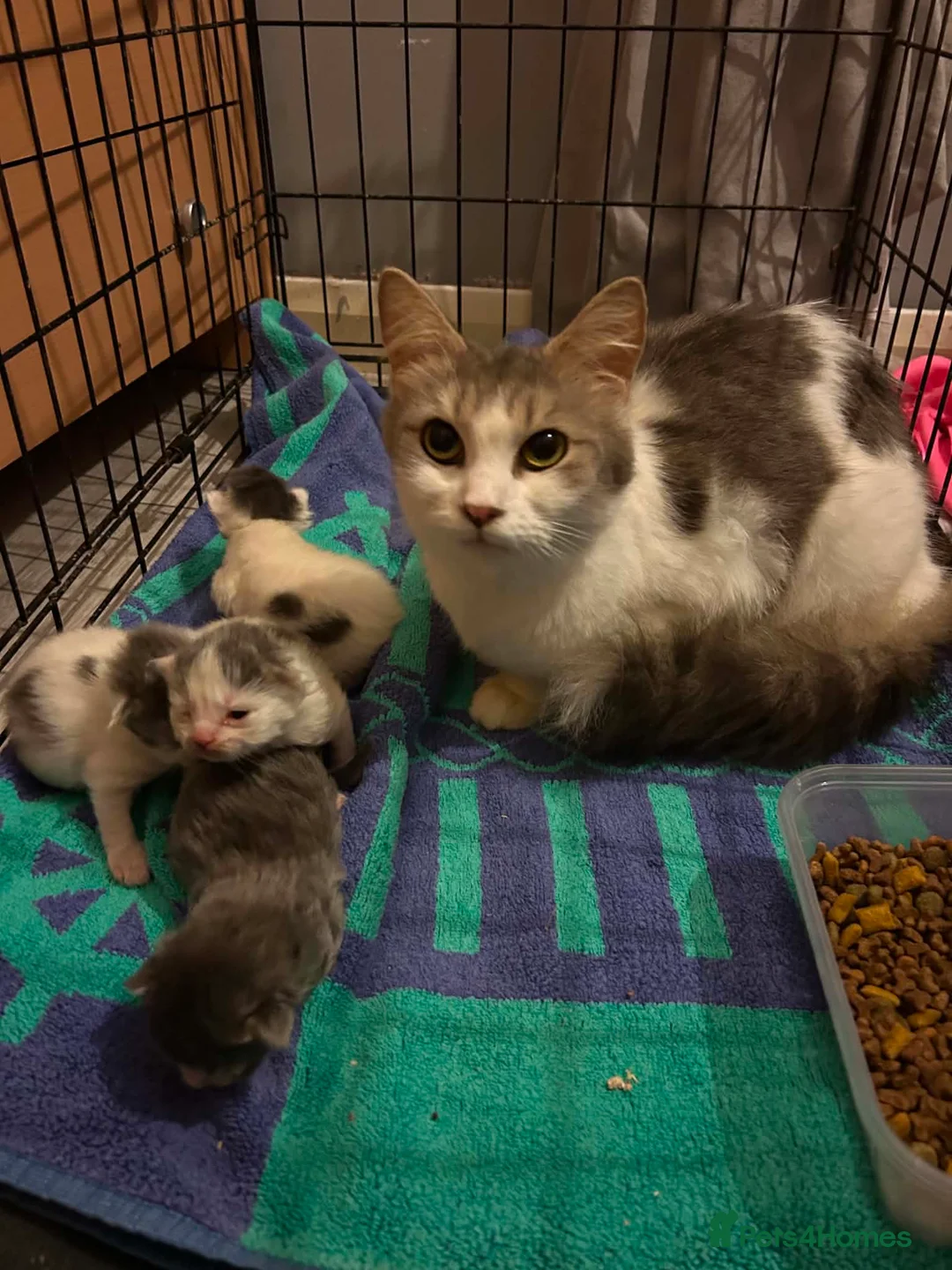 Ragdoll cats for sale: Ragdoll cross kittens  - Advert 7