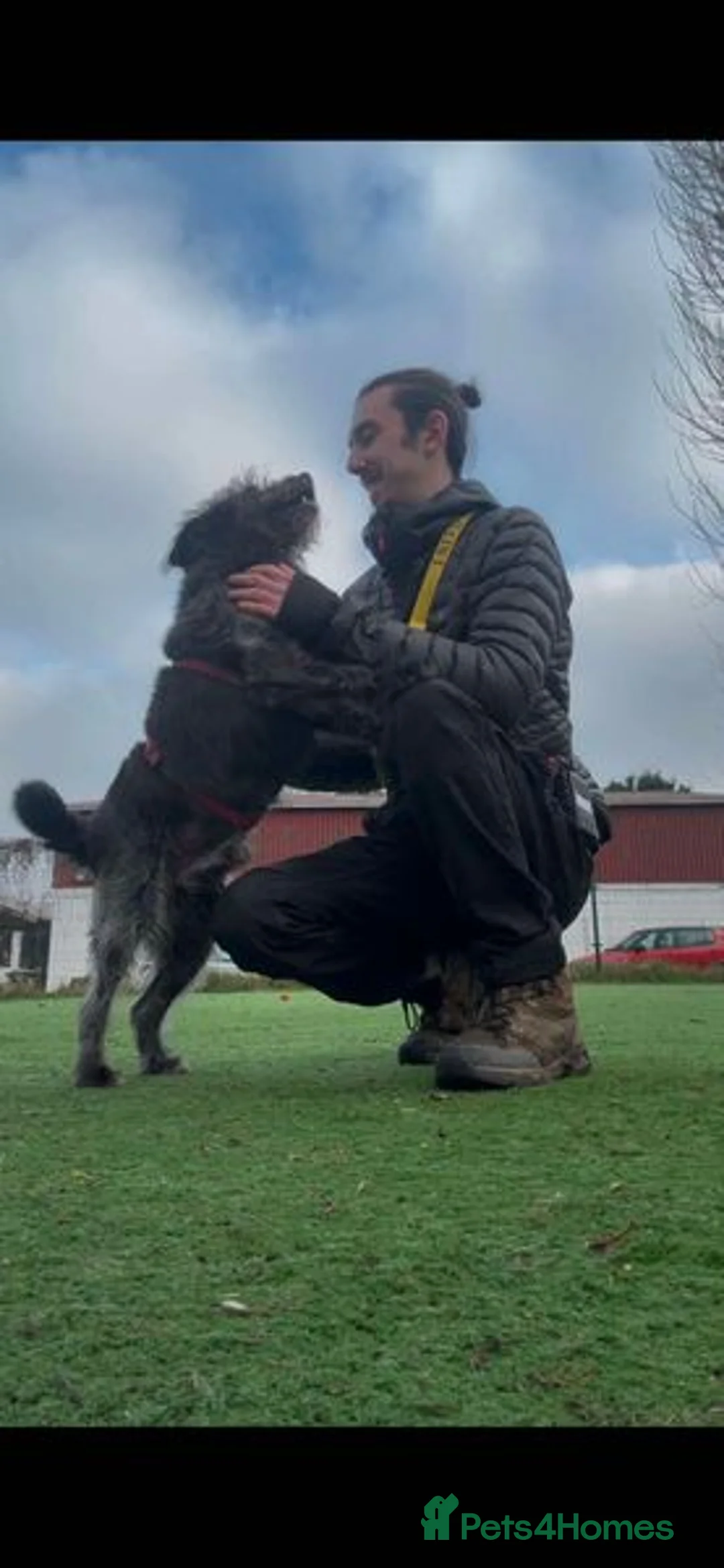 Mixed Breed dogs for adoption: Senior boy Moflea has never had a home in Waltham Abbey - Advert 3