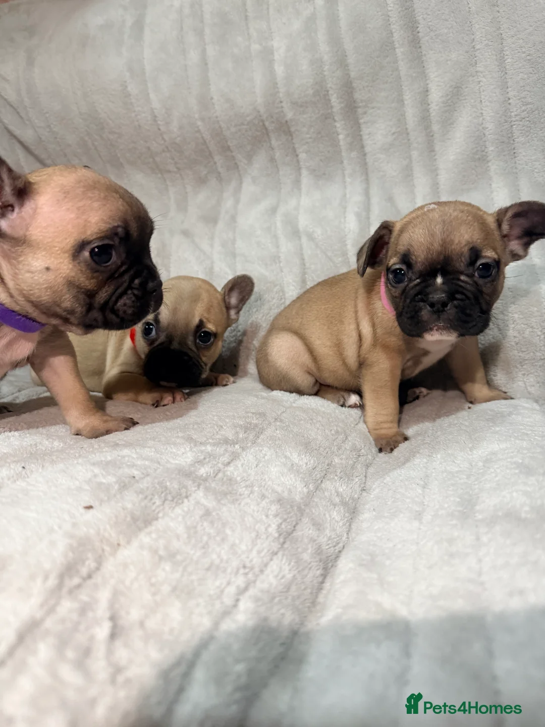 French Bulldog dogs for sale: Pedigree Mum Frenchy Pups-Gorgeous  ! - Advert 30