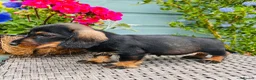 Dachshund dogs for sale: 🐾🌿 KC Registered Teckel Dachshund Litter 🌿🐾 - Advert 11