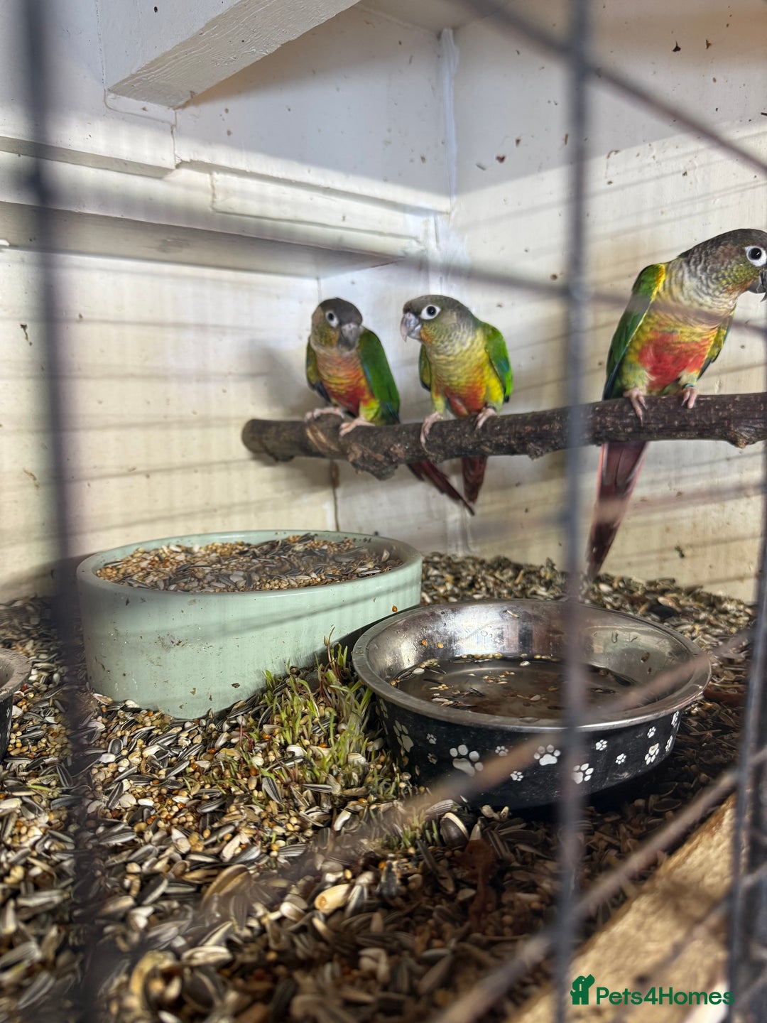 Conures birds for sale: Baby conures  - Image 4