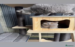 British Shorthair cats for stud: Bexivia BSH HUGO Lilac British Shorthair STUD ONLY in Luton - Image 4