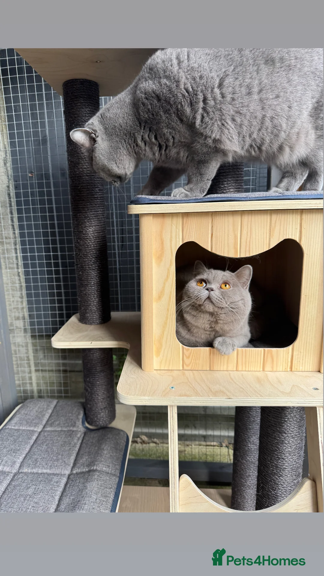 British Shorthair cats for stud: Bexivia BSH HUGO Lilac British Shorthair STUD ONLY in Luton - Advert 5