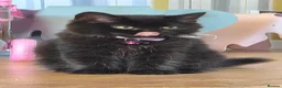 British Shorthair cats for sale:  British Cross Shorthair black Kittens - Advert 23