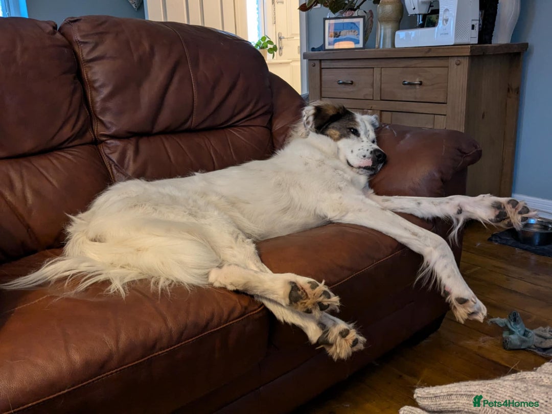 Mixed Breed dogs for adoption: Ned needs someone to believe in him 💙 - Advert 13