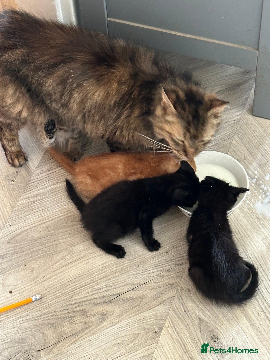 Mixed Breed cats for sale: Beautiful little long haired fluffy black kittens - Image 10