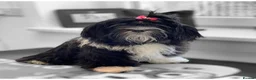 Havanese dogs for sale: Pure breed Havanese puppies  - Advert 11