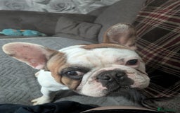 French Bulldog dogs for sale: Lovely French Bulldog - Image 1