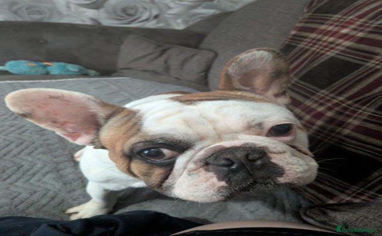 French Bulldog dogs - Advert 14