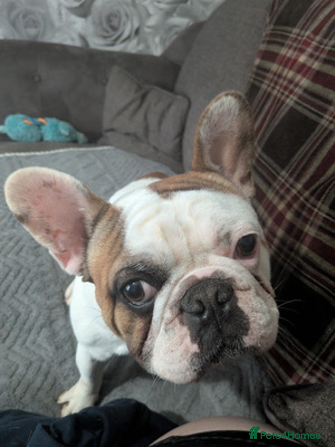 French Bulldog dogs for sale: Lovely French Bulldog - Image 1