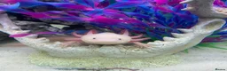 Axolotl reptiles for sale: Baby axolotls  in Oxford - Advert 6