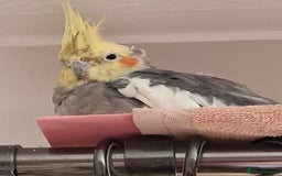 Cockatiels birds for sale: Cockatiel and cage - Image 1