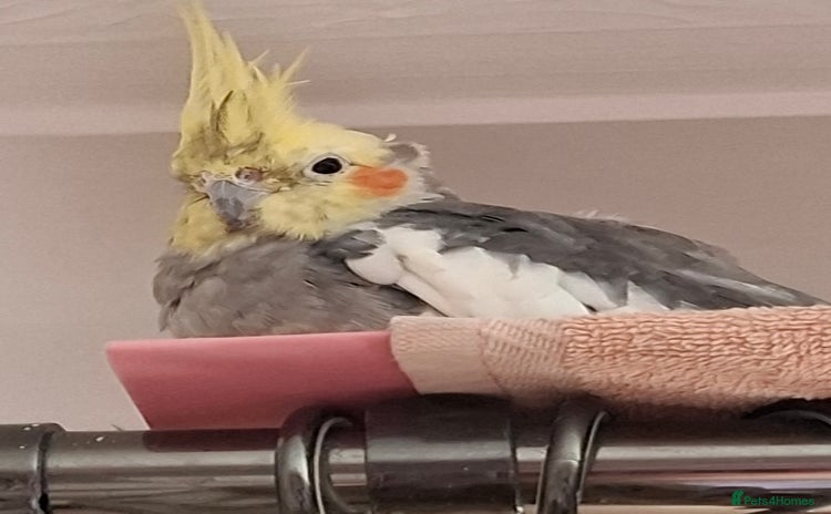 Cockatiels birds - Advert 1