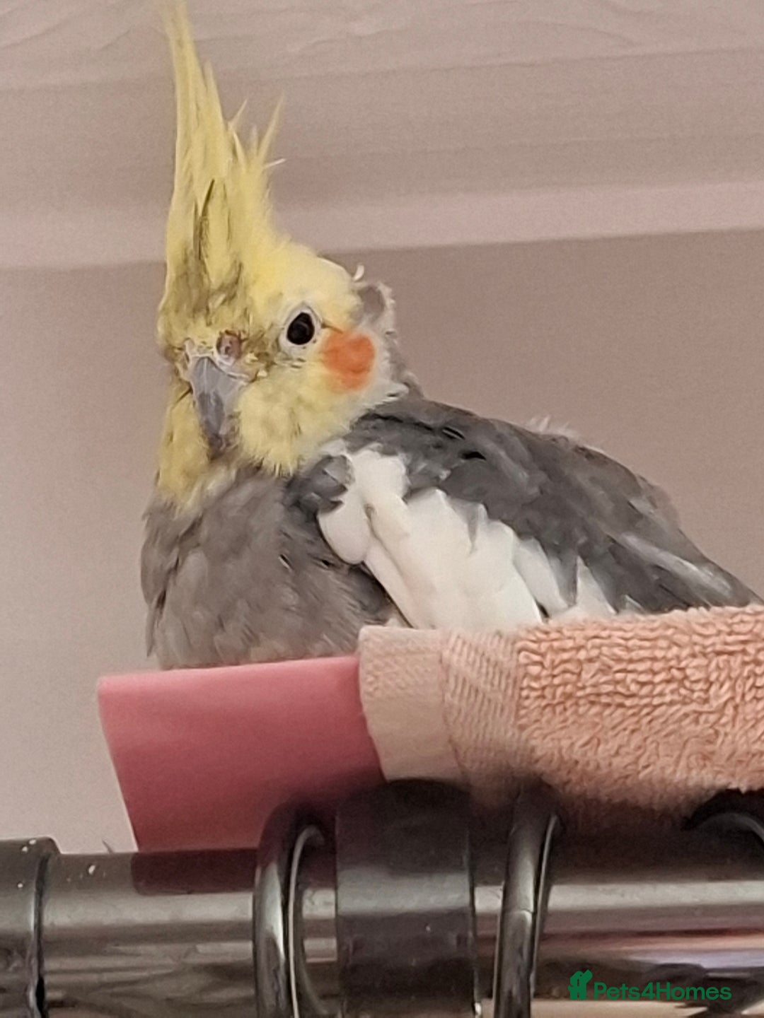 Cockatiels birds for sale: Cockatiel and cage - Image 1