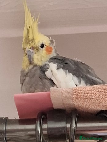 Cockatiels birds - Advert 6