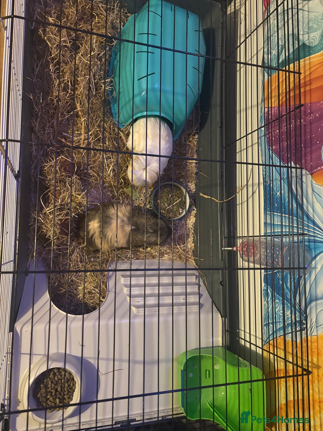 Guinea Pig rodents for sale: 2 Female Guinea Pigs and Set Up - Image 2