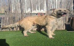 Mixed Breed dogs for adoption: Urgent Now 🚨 Please offer Ricky a home 🏠  - Advert 1