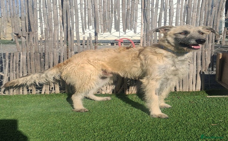 Mixed Breed dogs Urgent Now 🚨 Please offer Ricky a home 🏠  - Advert 12