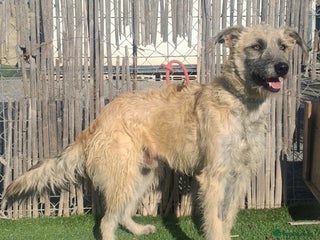 Mixed Breed dogs Urgent Now 🚨 Please offer Ricky a home 🏠 - Advert 16