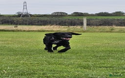 Mixed Breed dogs for adoption: Kyra is looking for a perfect home  - Image 2