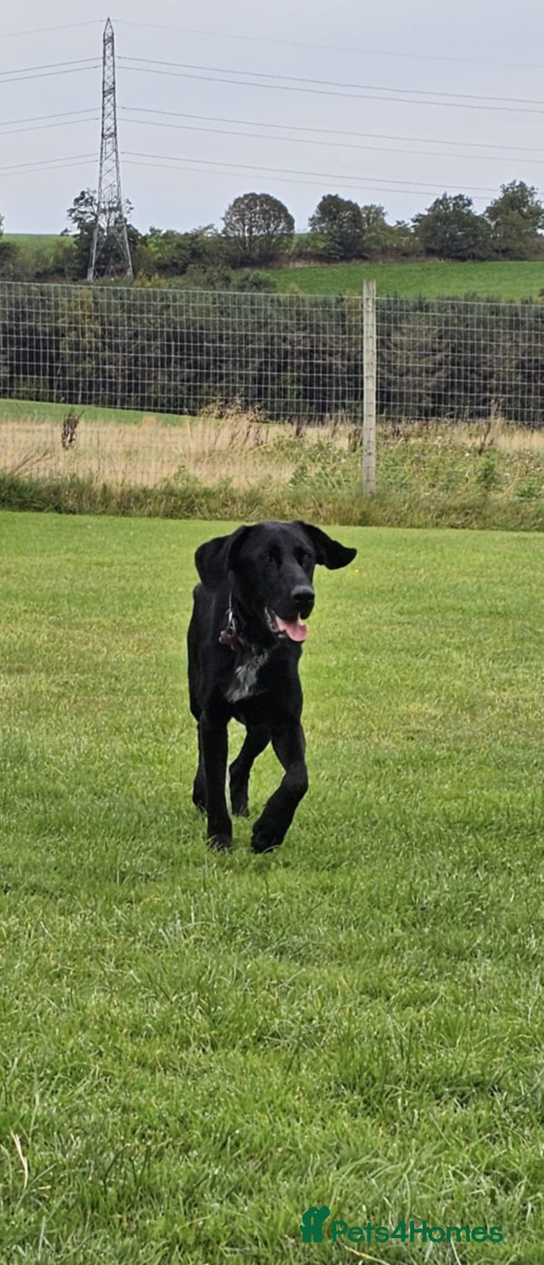 Mixed Breed dogs for adoption: Kyra is looking for a perfect home  - Image 2