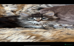 Maine Coon cats for sale: Maine coon kittens - Image 4