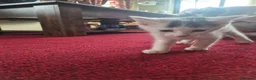 Mixed Breed cats for sale: 2 Adorable Kittens looking for their forever homes - Advert 7