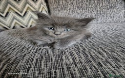 Maine Coon cats for sale: Gorgeous half  maincoon and ragdoll kittens  - Image 6