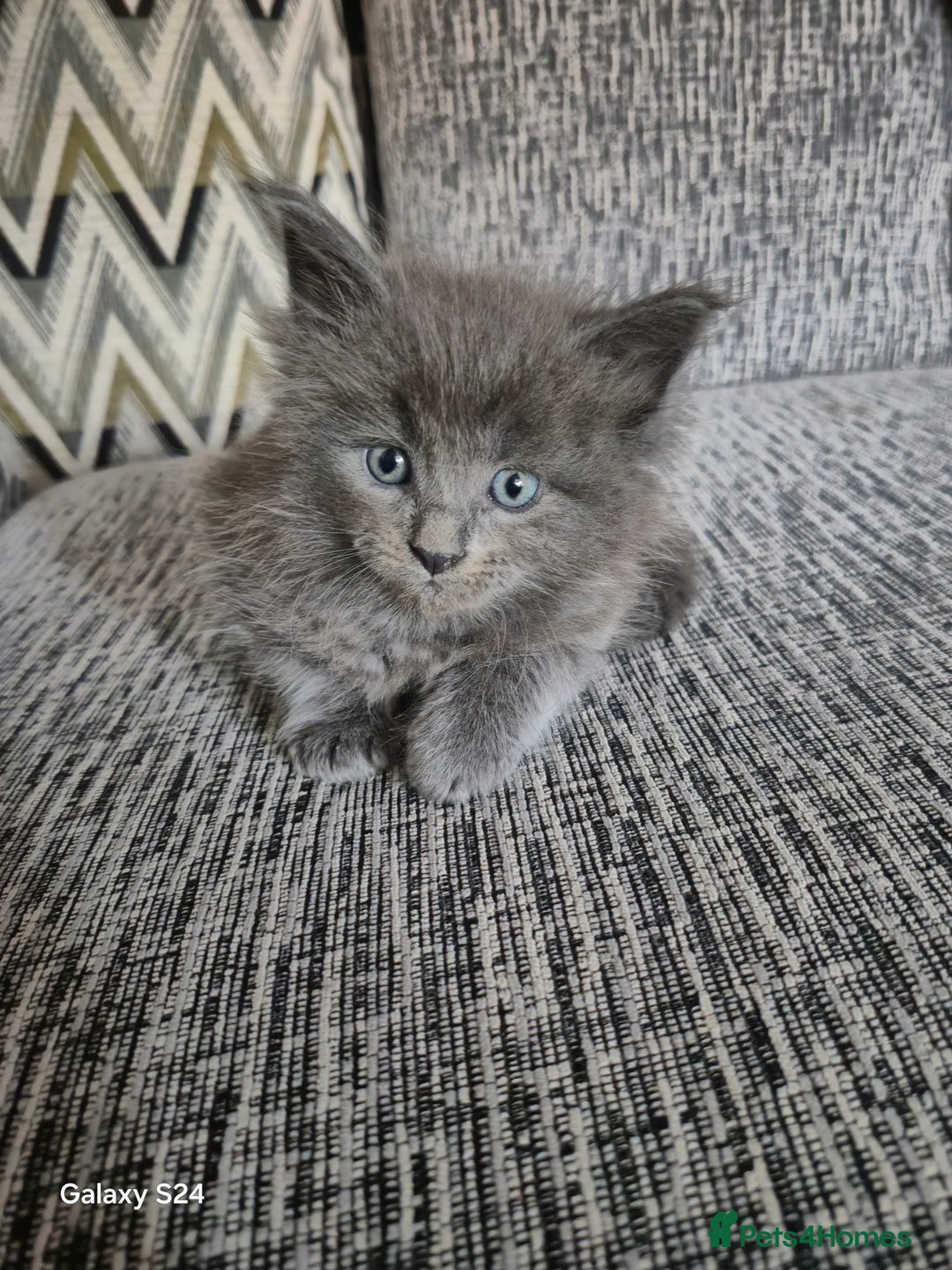 Maine Coon cats for sale: Gorgeous half  maincoon and ragdoll kittens  - Image 6