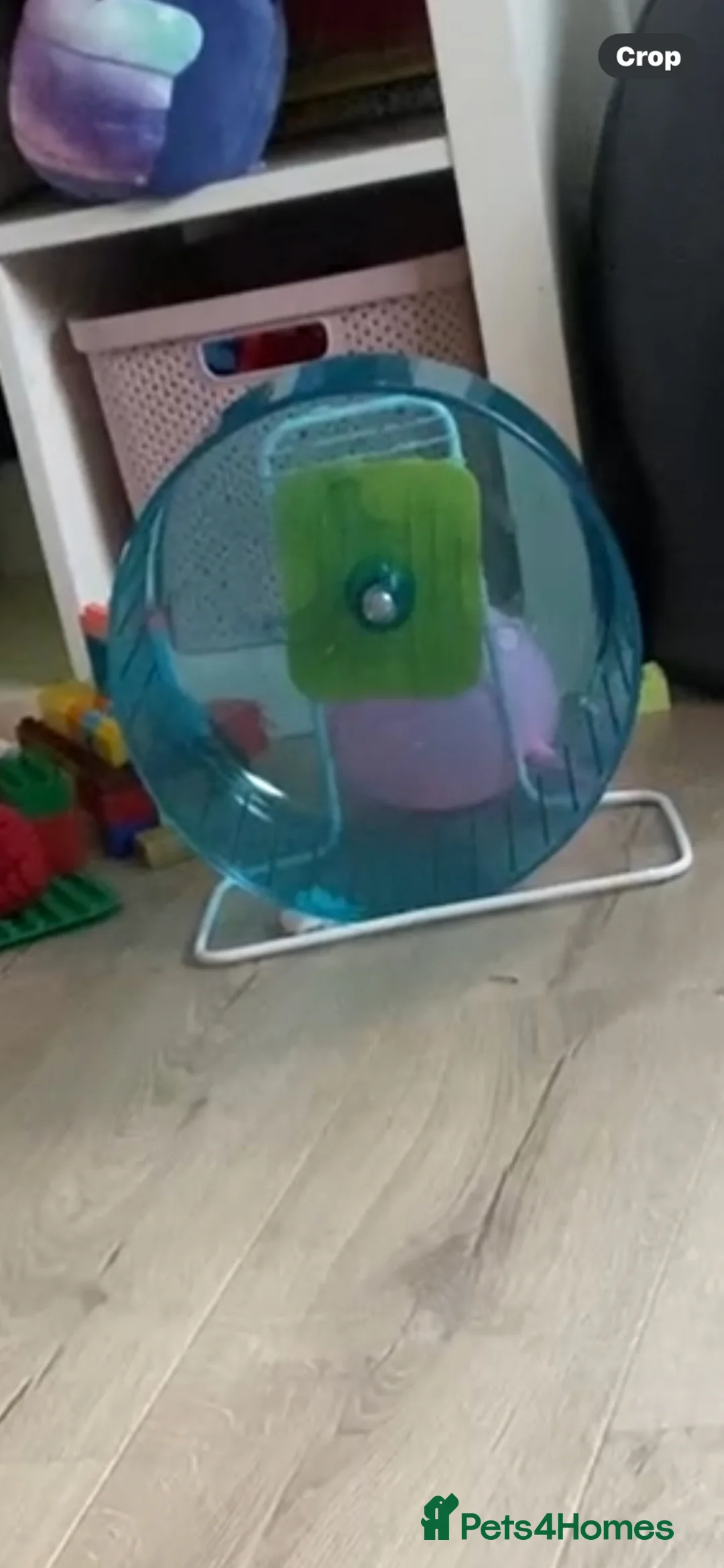 Pygmy Hedgehog rodents for sale: Hand Tame Pygmy Hedgehog with cage & accessories  - Advert 22