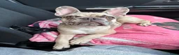 French Bulldog dogs for sale: Male - 6 month old French Bulldog  in Fleet - Advert 2