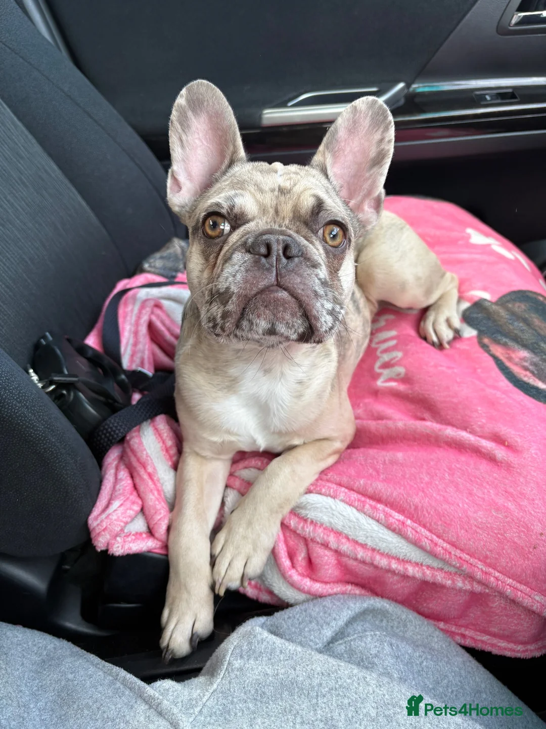French Bulldog dogs for sale: Male - 6 month old French Bulldog  in Fleet - Advert 2