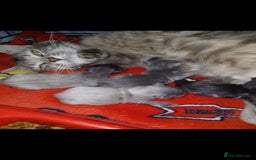 Mixed Breed cats for sale: Last baby girl - Image 3