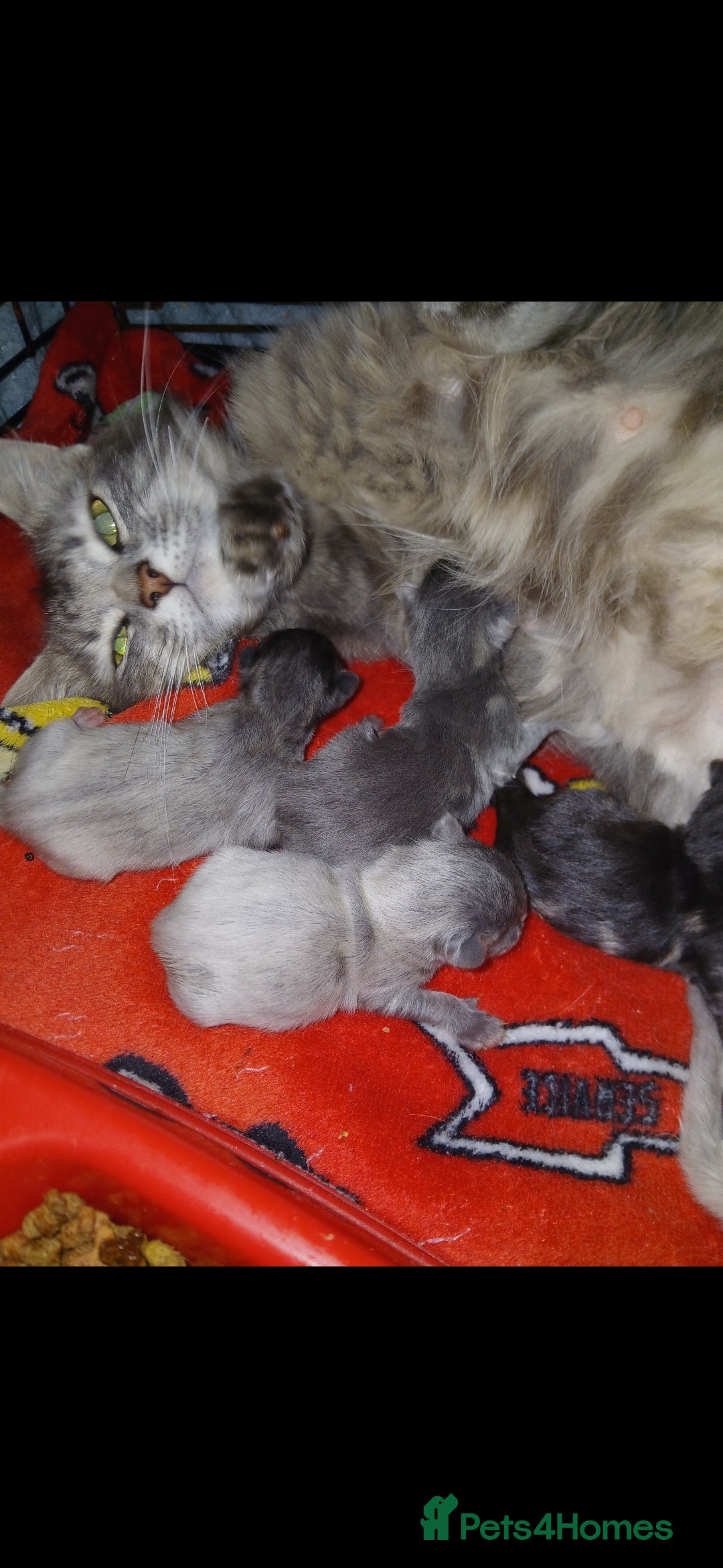 Mixed Breed cats for sale: Last baby girl - Image 3