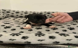 Staffordshire Bull Terrier dogs for sale: Champion lines Staffordshire Bull terrier puppies - Image 24