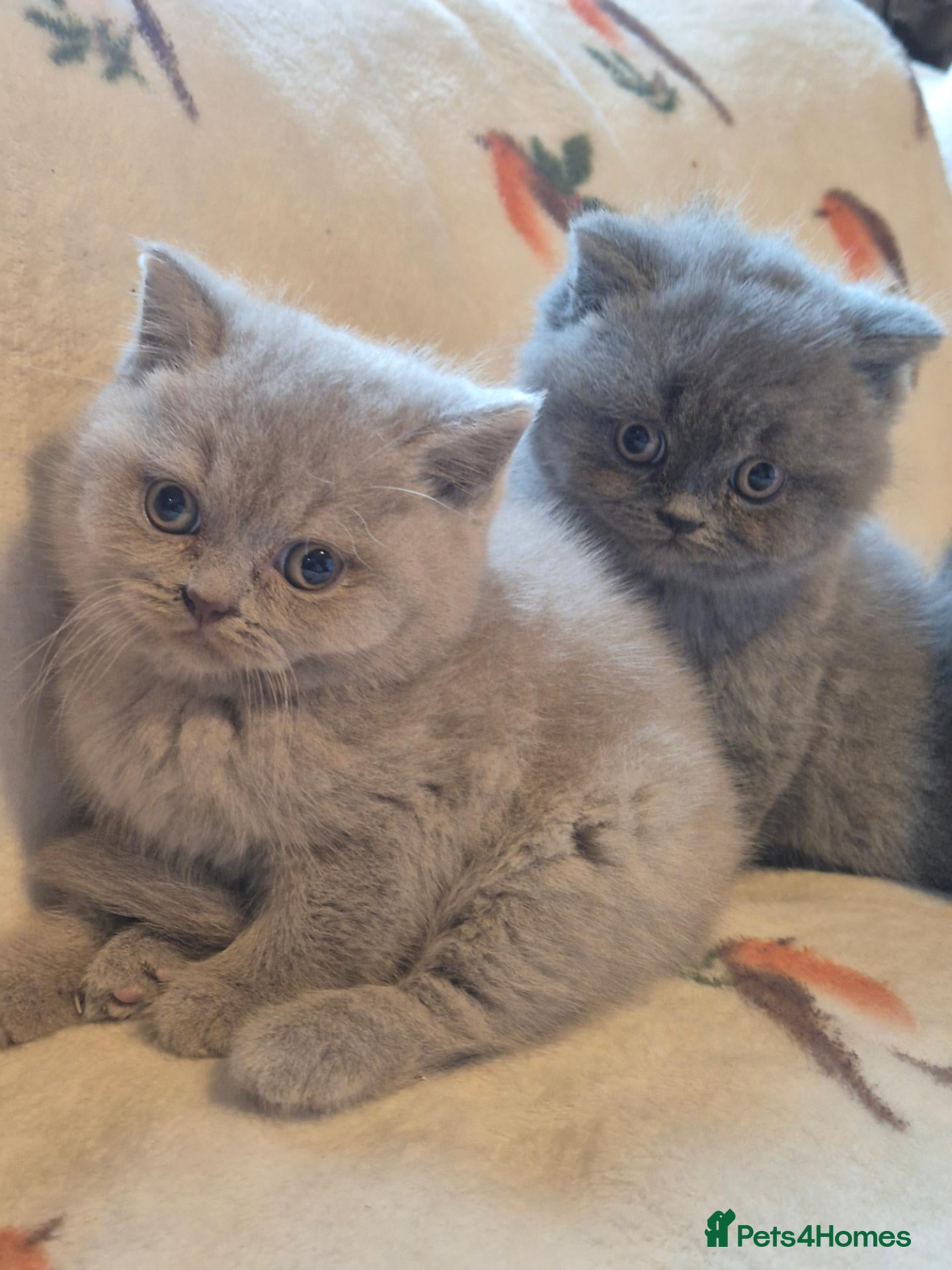 British Shorthair cats for sale: Tica Registered British Shorthair Kittens - Advert 1