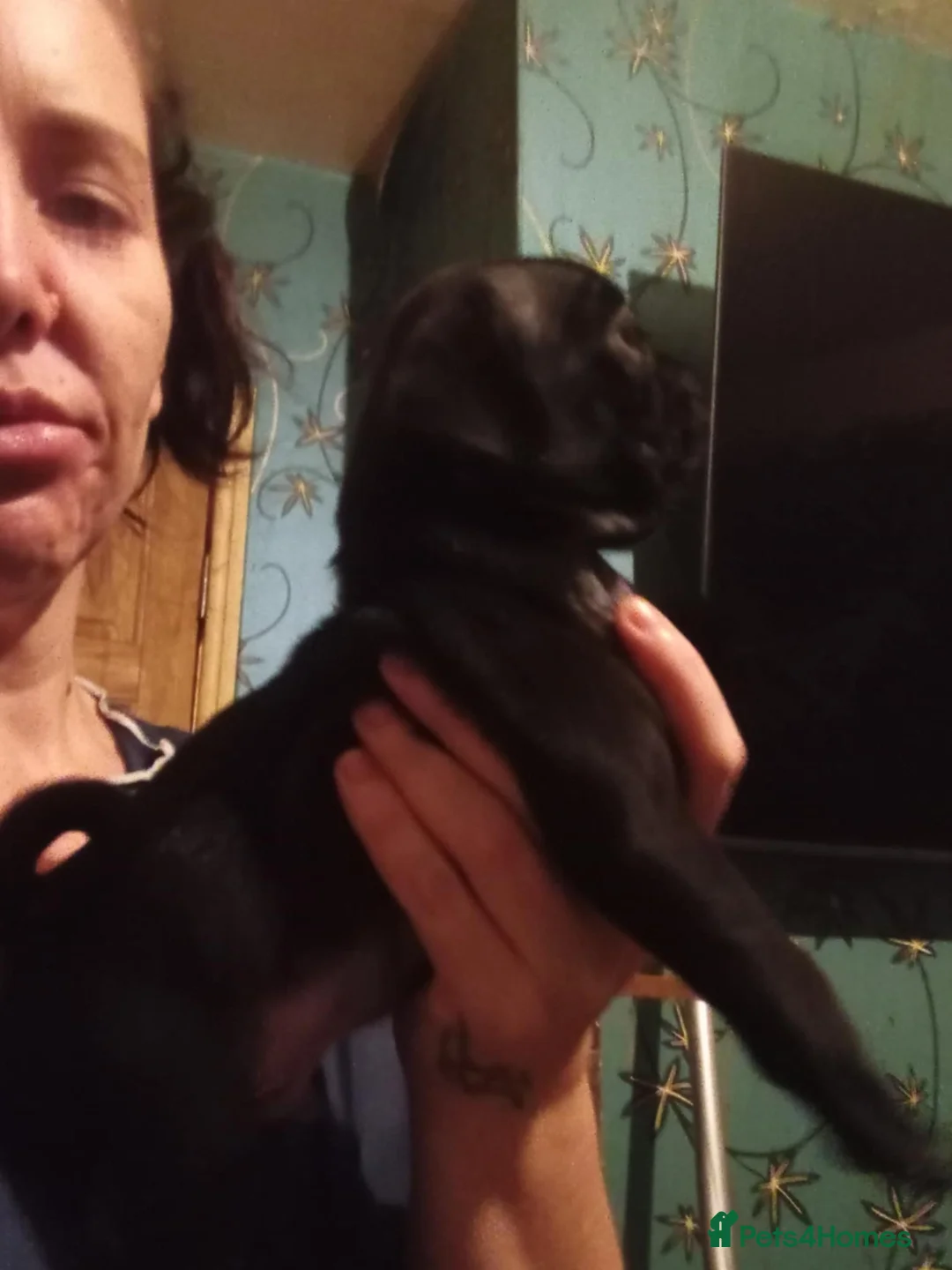 Pug dogs for sale: I have a lovely litter off pug pups for sale  - Advert 25