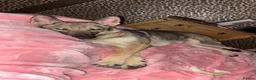 Shepsky dogs for sale: German Shepherd cross Husky Puppies - Advert 2