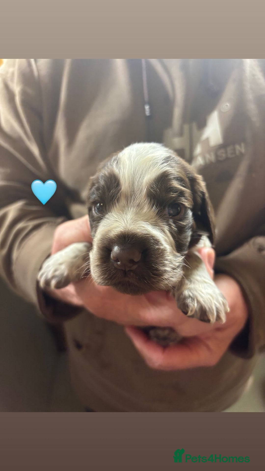 Cocker Spaniel dogs for sale: CHOCOLATE ROAN SHOW COCKER SPANIELS - Image 4