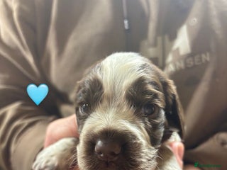 Cocker Spaniel dogs CHOCOLATE ROAN SHOW COCKER SPANIELS - Advert 4